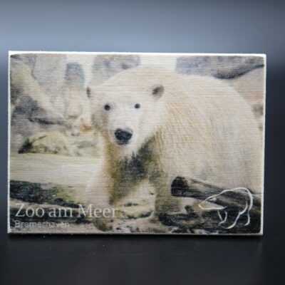 Holzmagnet „Zoo am Meer Bremerhaven" - Eisbär - Motiv I