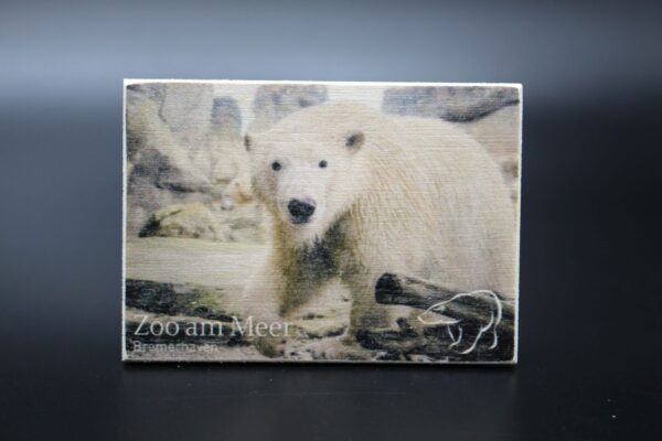 Holzmagnet „Zoo am Meer Bremerhaven" - Eisbären - Motiv I