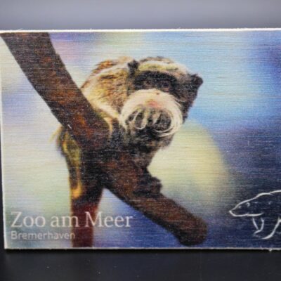 Holzmagnet „Zoo am Meer Bremerhaven" - Kaiserschnurrbarttamarine