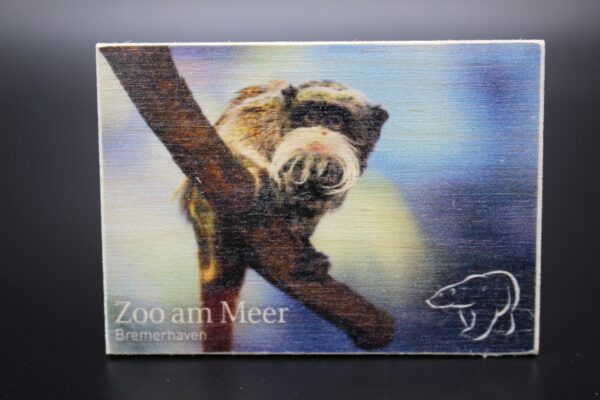 Holzmagnet „Zoo am Meer Bremerhaven" - Kaiserschnurrbarttamarine