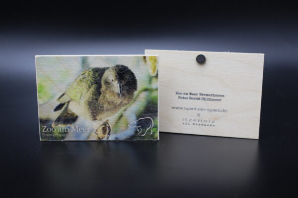 Holzmagnet „Zoo am Meer Bremerhaven" - Kea – Bild 2