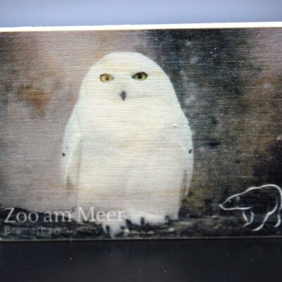 Holzmagnet „Zoo am Meer Bremerhaven" - Schneeeule
