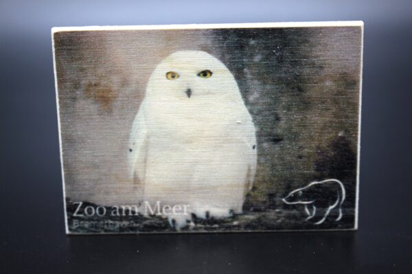 Holzmagnet „Zoo am Meer Bremerhaven" - Schneeeule